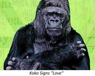 Learn to Love Koko
