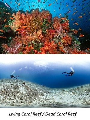 Warming and acidification destry ocean coral reefs